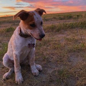 Meet your Posher, Kyra